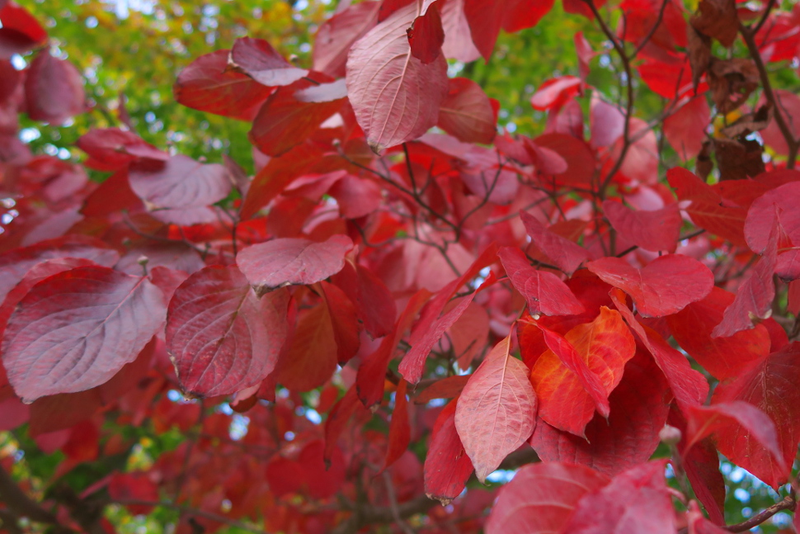 Illustration for article titled 48 Photos Of Autumn Around The World
